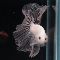 画像7: HM　クリア (7)