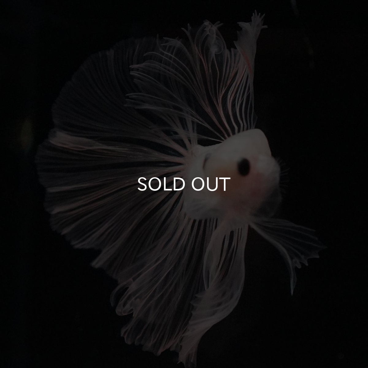 画像8: HM　クリア (8)