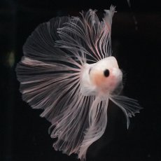 画像8: HM　クリア (8)