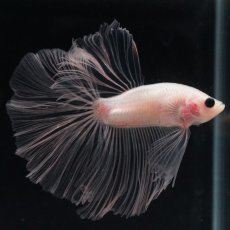 画像2: HM　クリア (2)