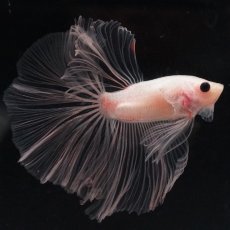 画像9: HM　クリア (9)