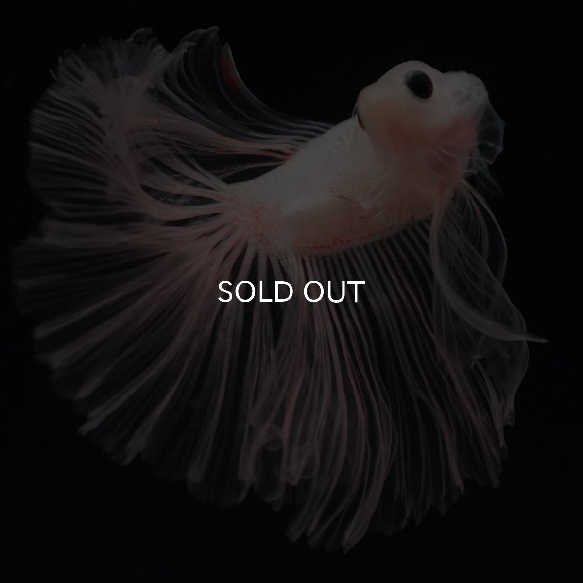 画像3: HM　クリア (3)