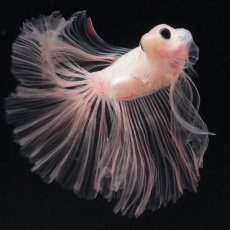 画像3: HM　クリア (3)