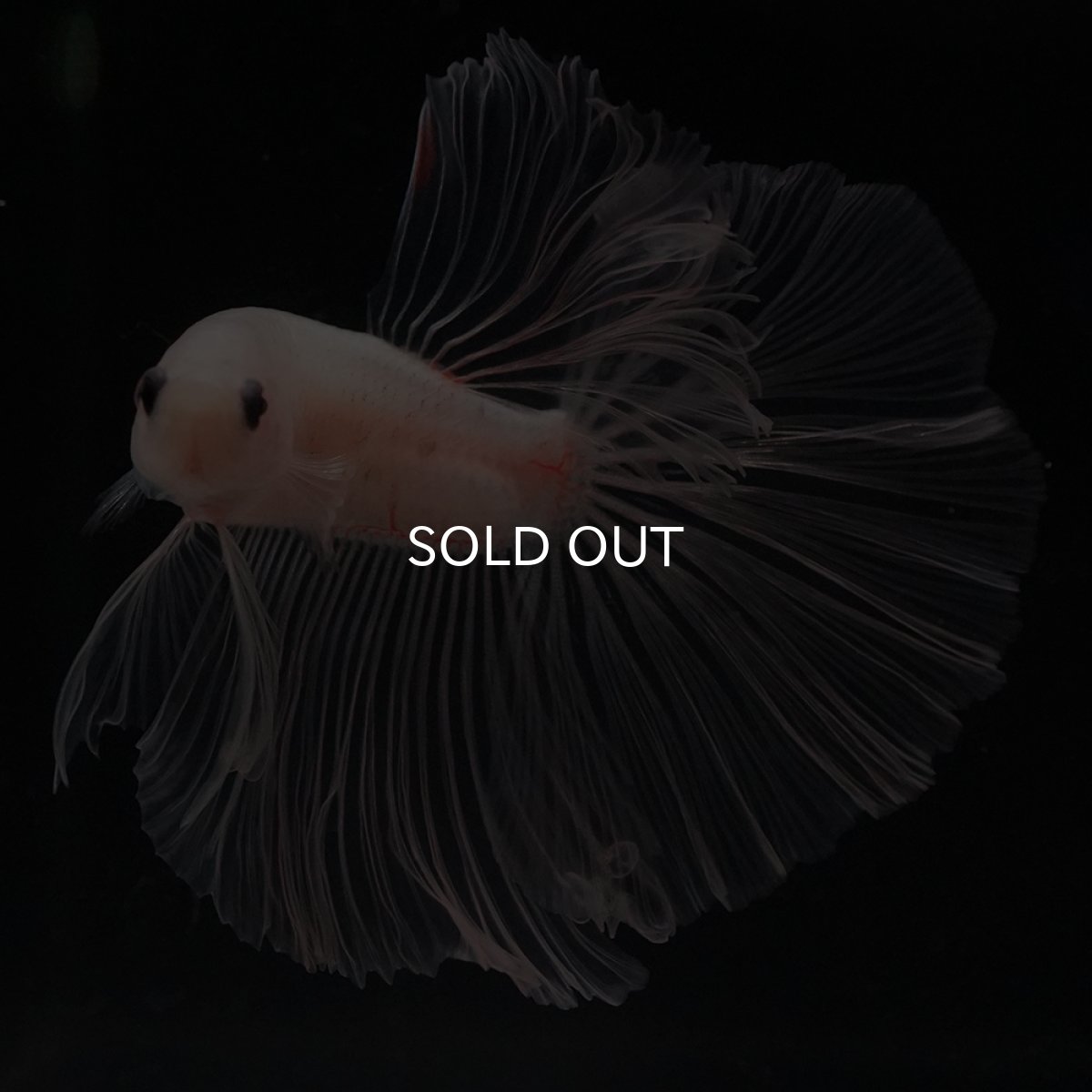 画像10: HM　クリア (10)