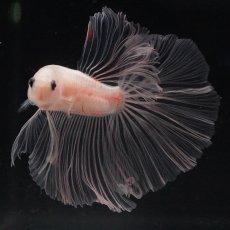 画像10: HM　クリア (10)