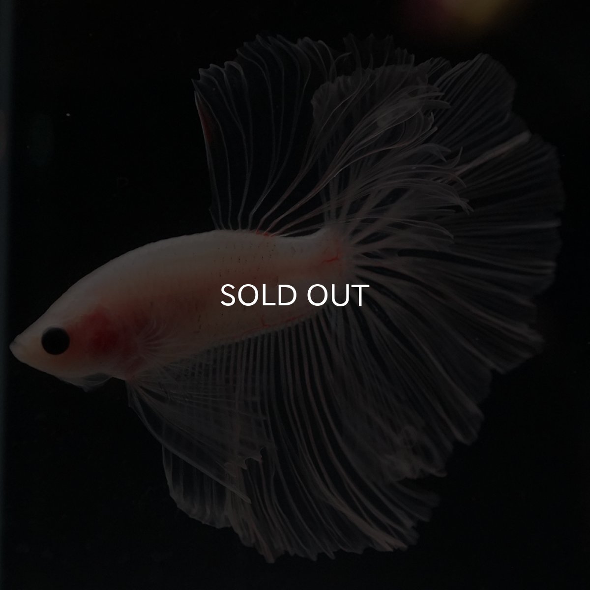 画像11: HM　クリア (11)