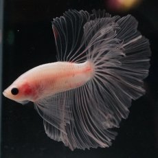 画像11: HM　クリア (11)