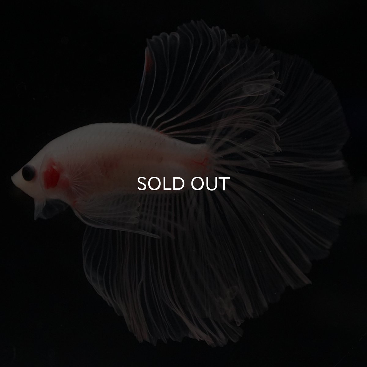 画像12: HM　クリア (12)