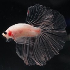 画像12: HM　クリア (12)