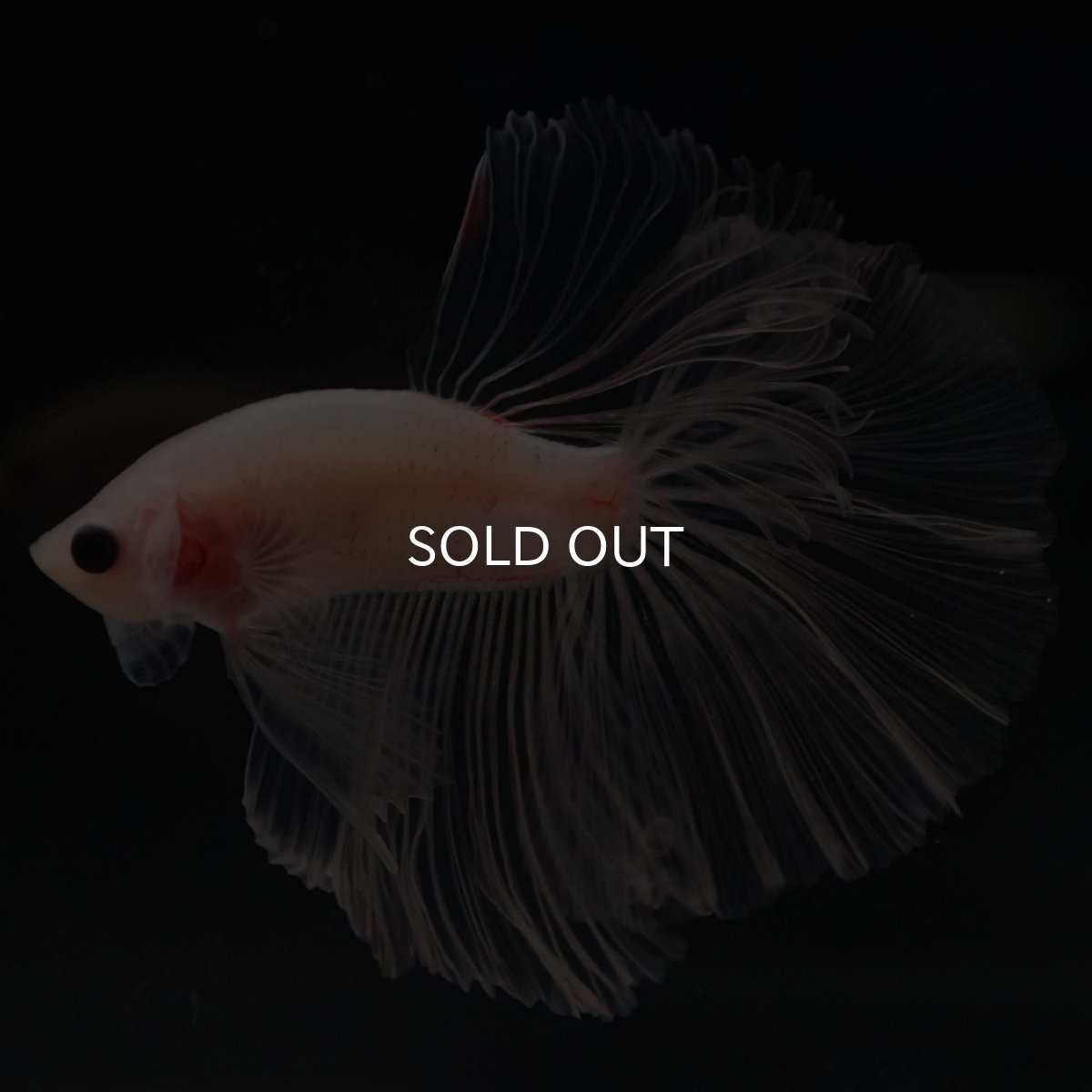 画像4: HM　クリア (4)