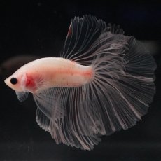 画像4: HM　クリア (4)