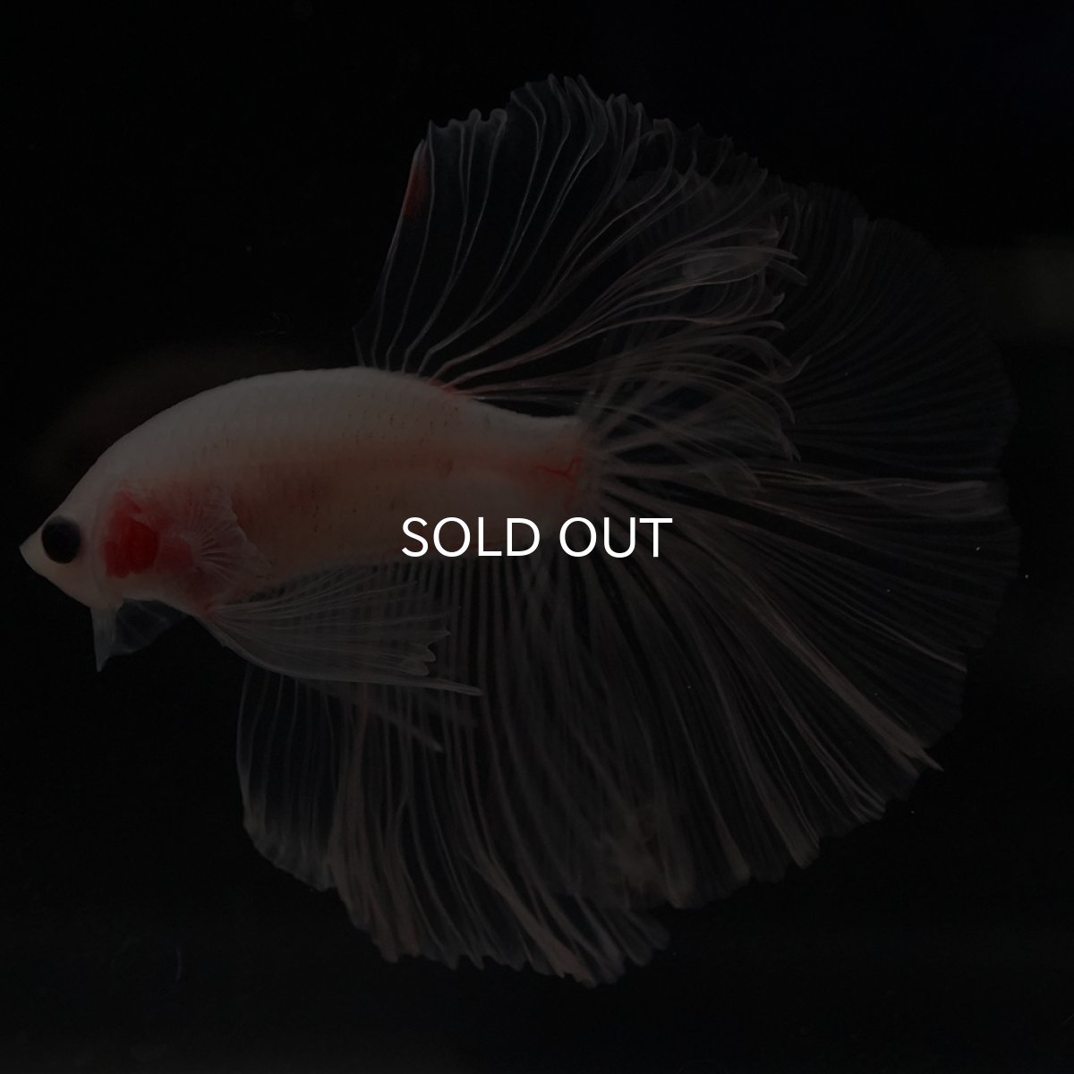 画像13: HM　クリア (13)