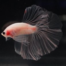 画像13: HM　クリア (13)