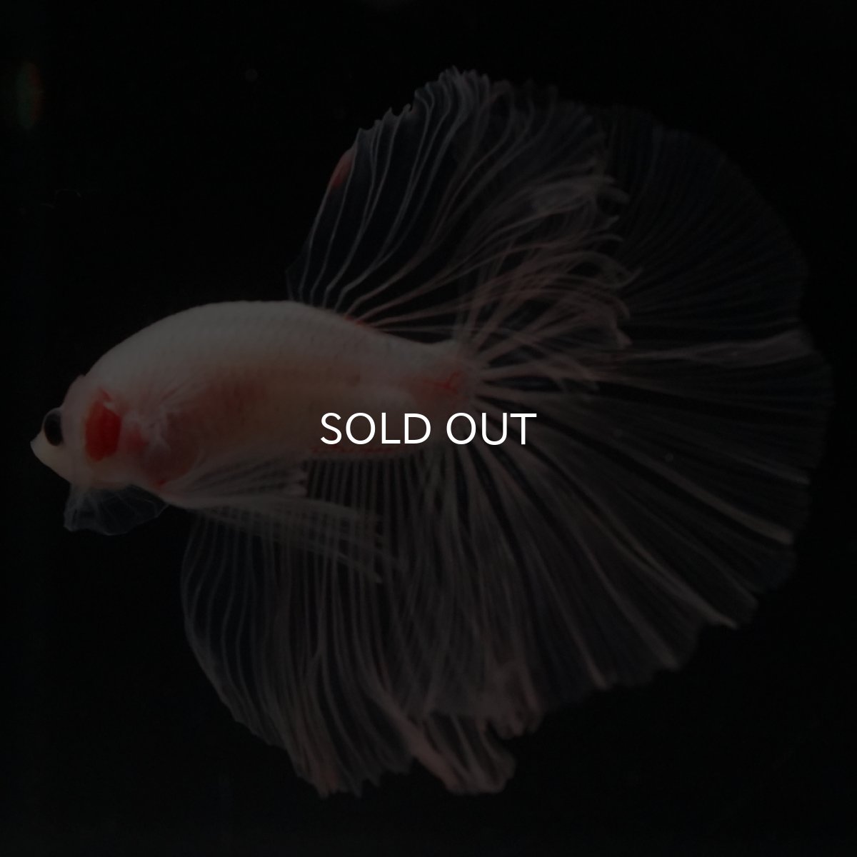 画像14: HM　クリア (14)