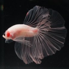 画像14: HM　クリア (14)