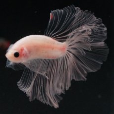 画像15: HM　クリア (15)