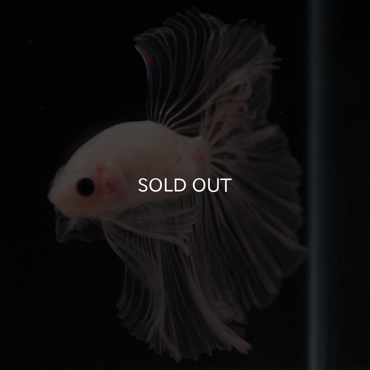 画像16: HM　クリア (16)