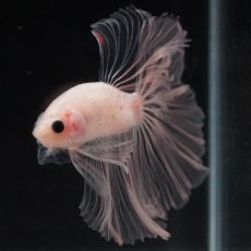 画像16: HM　クリア (16)