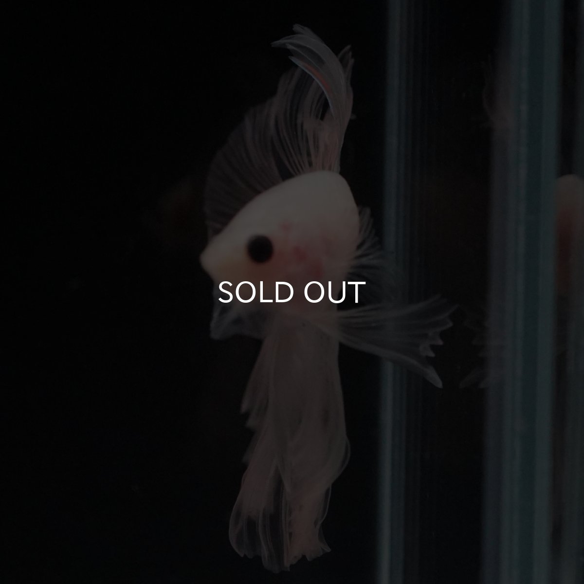 画像17: HM　クリア (17)