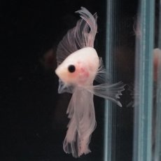 画像17: HM　クリア (17)