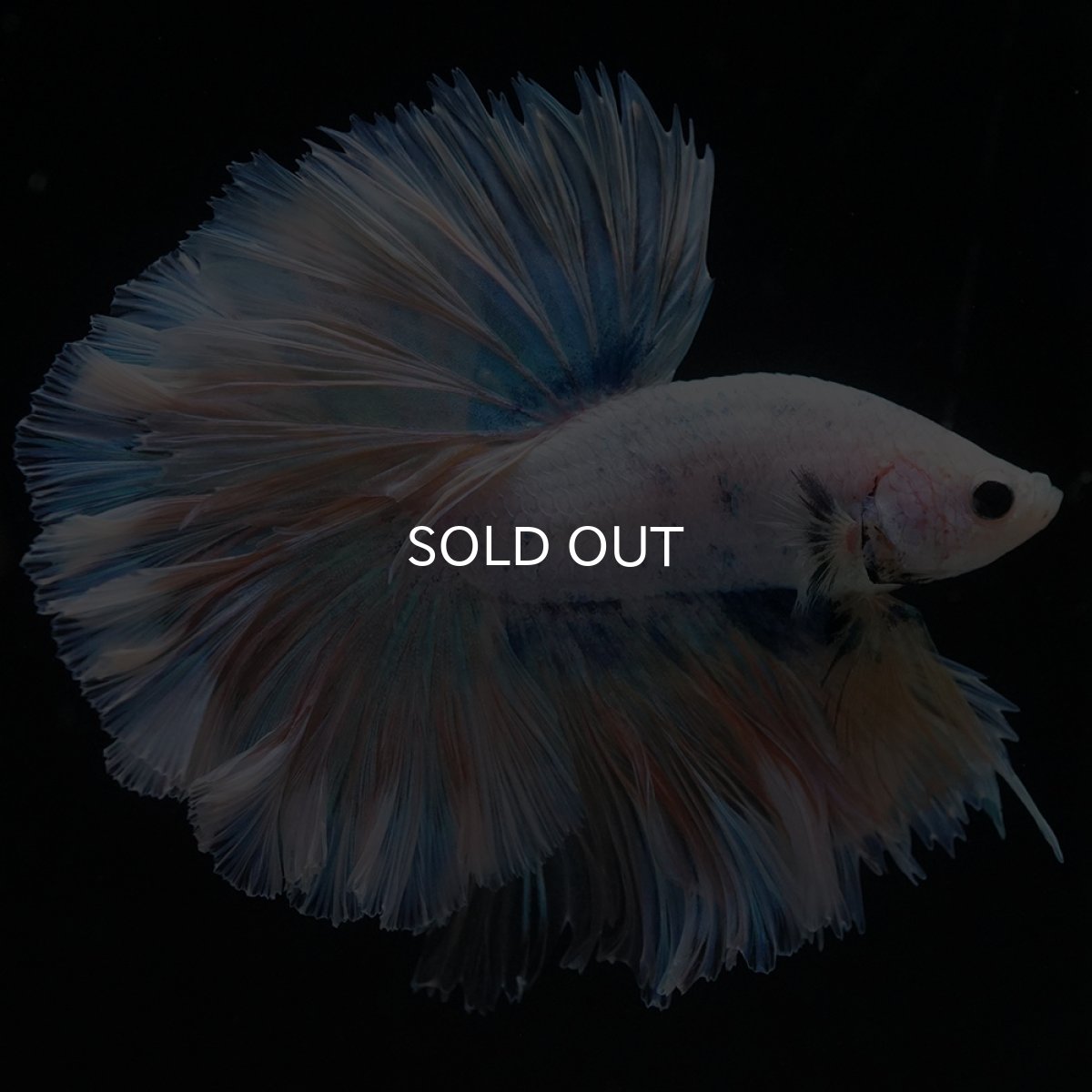 画像5: HM　ファンシー　ローズテール (5)