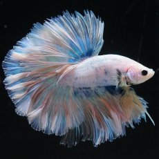 画像5: HM　ファンシー　ローズテール (5)