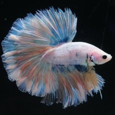 画像1: HM　ファンシー　ローズテール (1)