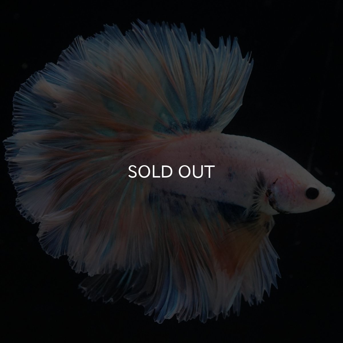 画像7: HM　ファンシー　ローズテール (7)