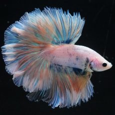 画像7: HM　ファンシー　ローズテール (7)