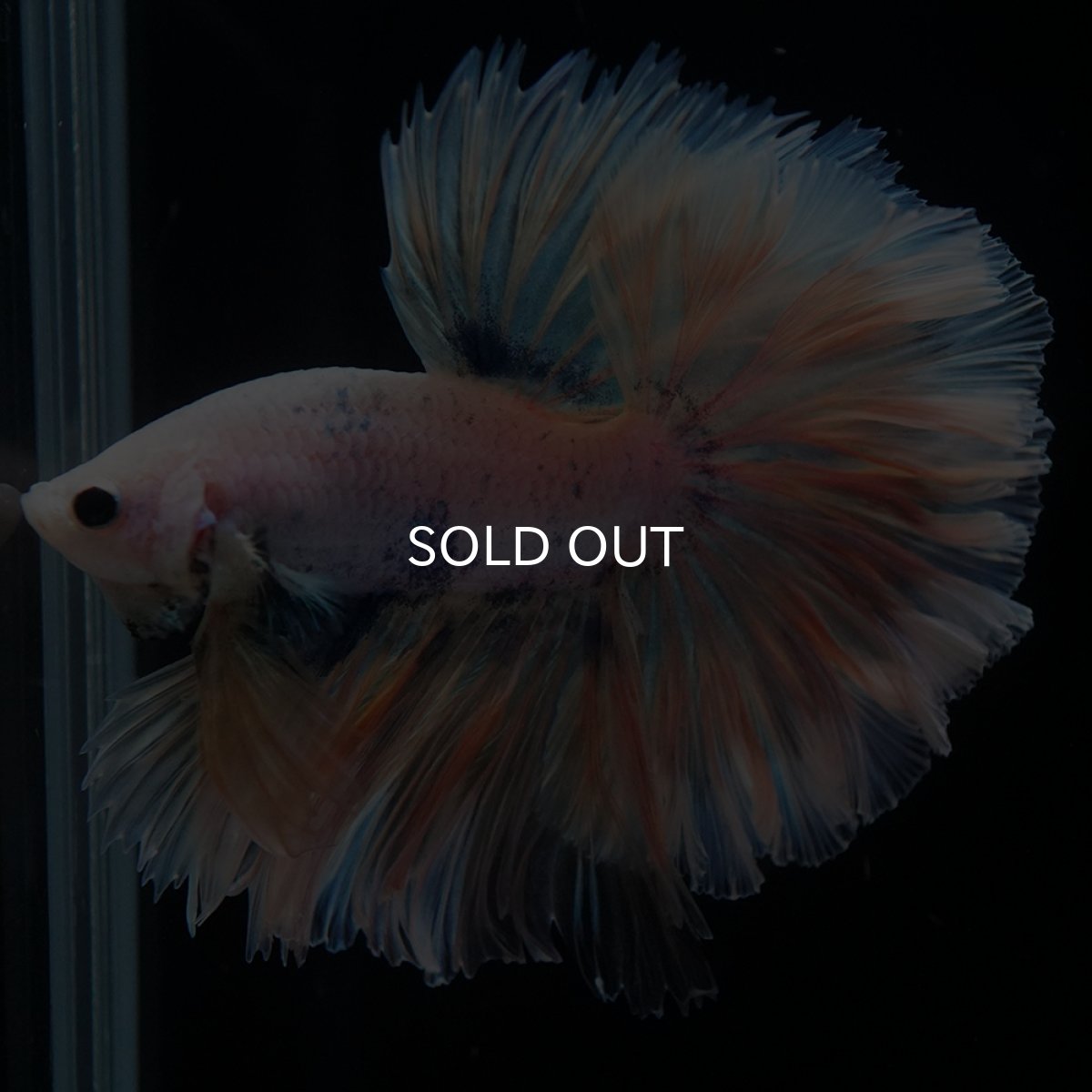 画像8: HM　ファンシー　ローズテール (8)