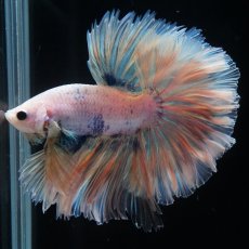 画像8: HM　ファンシー　ローズテール (8)