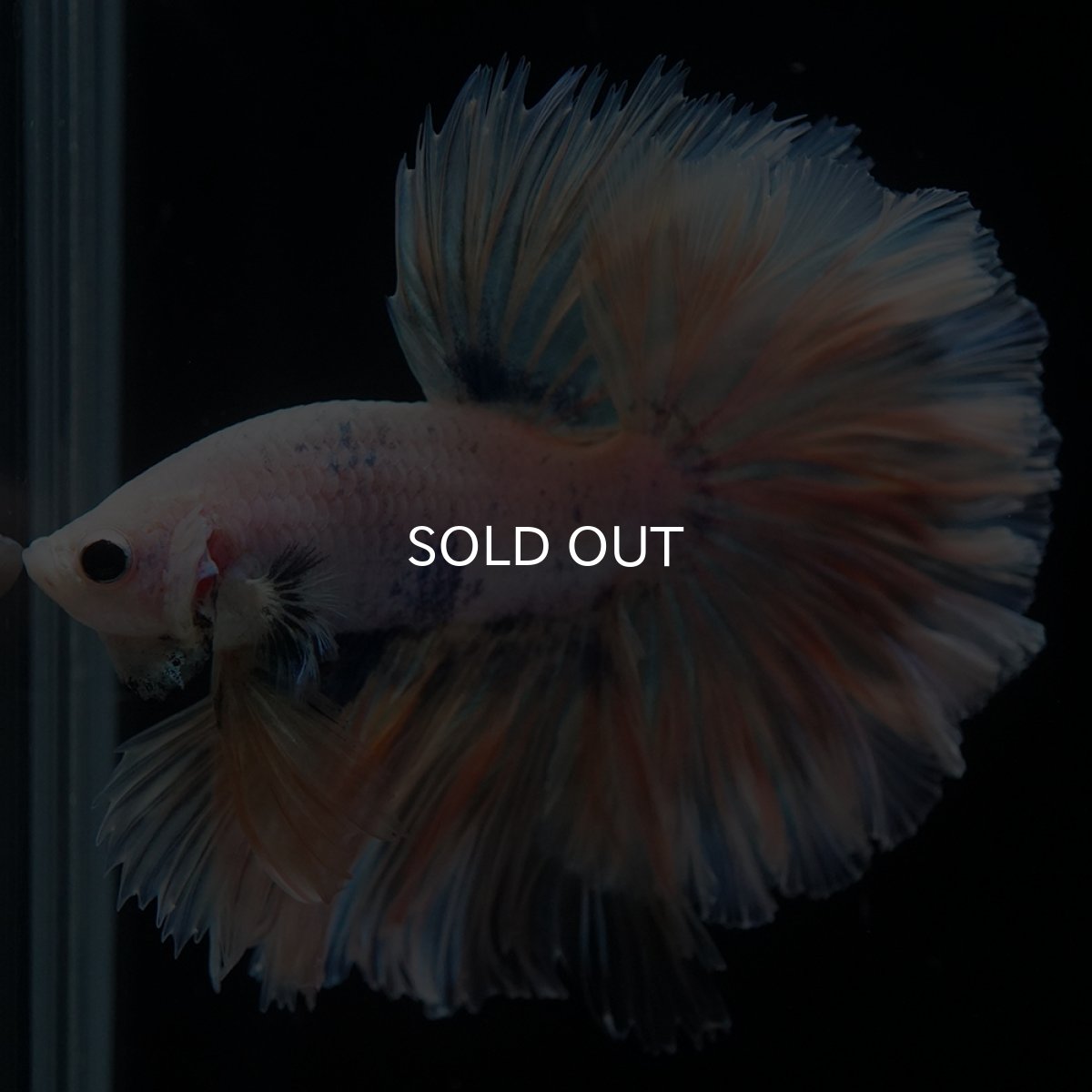 画像9: HM　ファンシー　ローズテール (9)