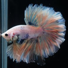 画像9: HM　ファンシー　ローズテール (9)