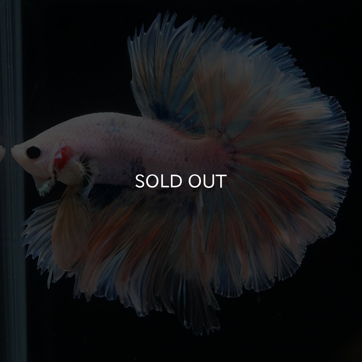 画像2: HM　ファンシー　ローズテール (2)