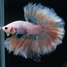 画像2: HM　ファンシー　ローズテール (2)