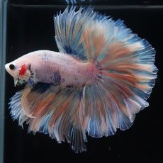 画像10: HM　ファンシー　ローズテール (10)