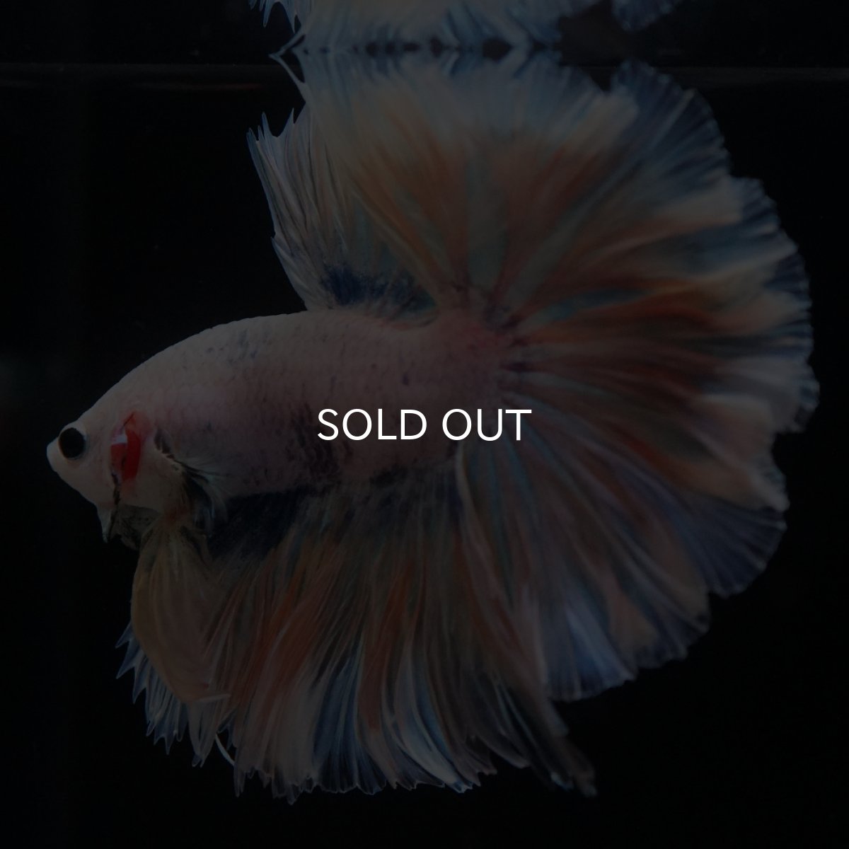 画像4: HM　ファンシー　ローズテール (4)