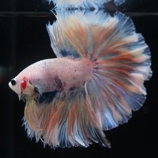 画像4: HM　ファンシー　ローズテール (4)