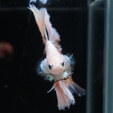 画像6: HM　ファンシー　ローズテール (6)