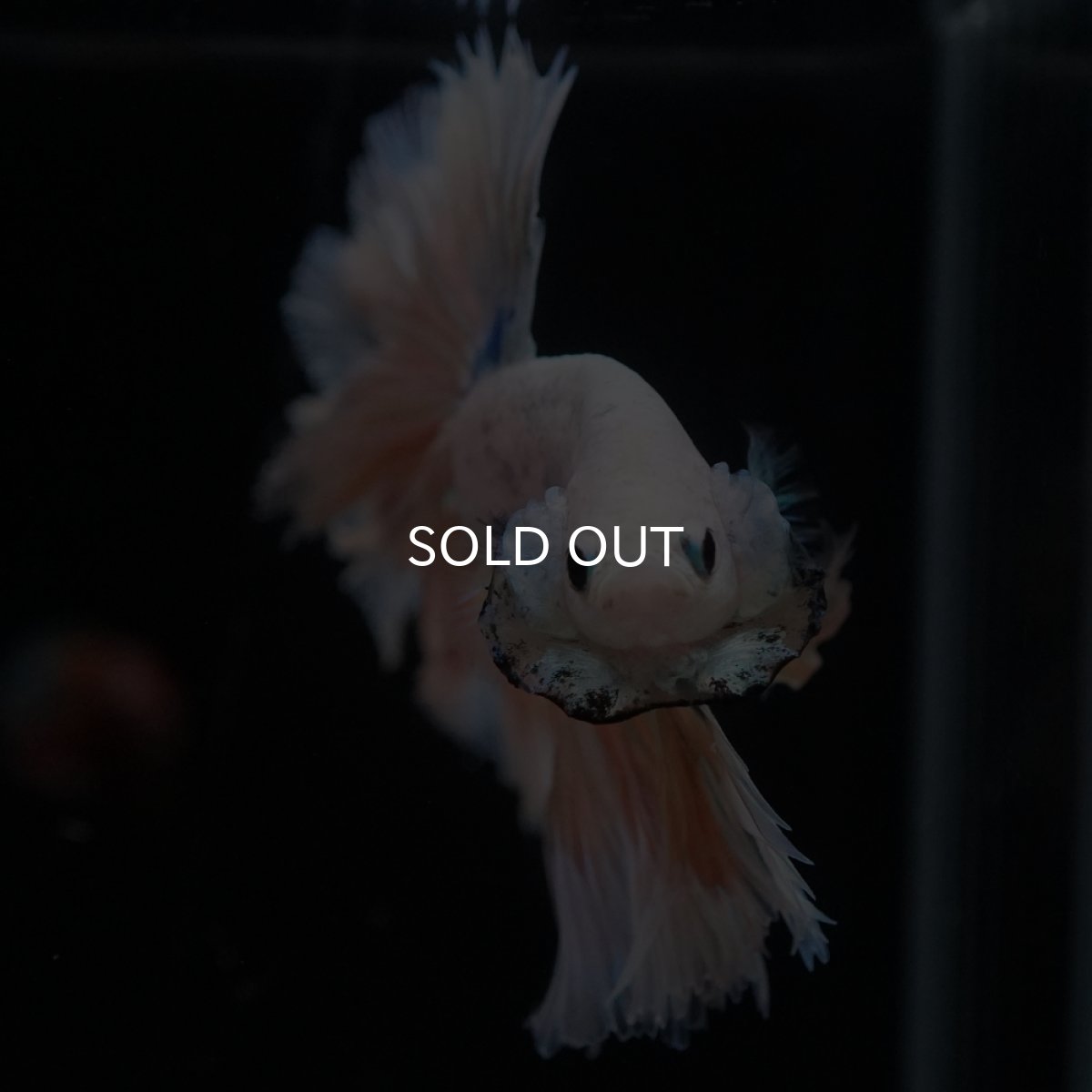 画像3: HM　ファンシー　ローズテール (3)