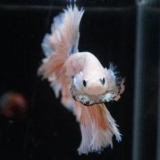 画像3: HM　ファンシー　ローズテール (3)