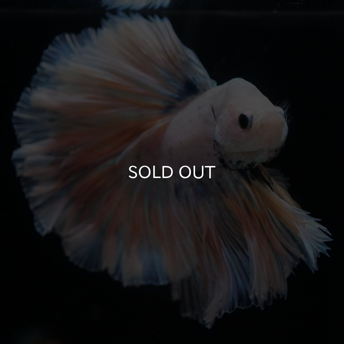 画像11: HM　ファンシー　ローズテール (11)