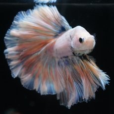 画像11: HM　ファンシー　ローズテール (11)