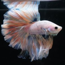 画像12: HM　ファンシー　ローズテール (12)