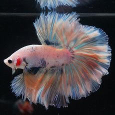 画像13: HM　ファンシー　ローズテール (13)