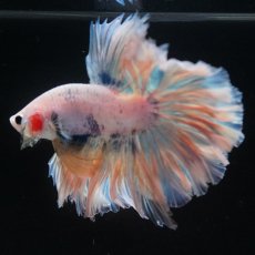 画像14: HM　ファンシー　ローズテール (14)