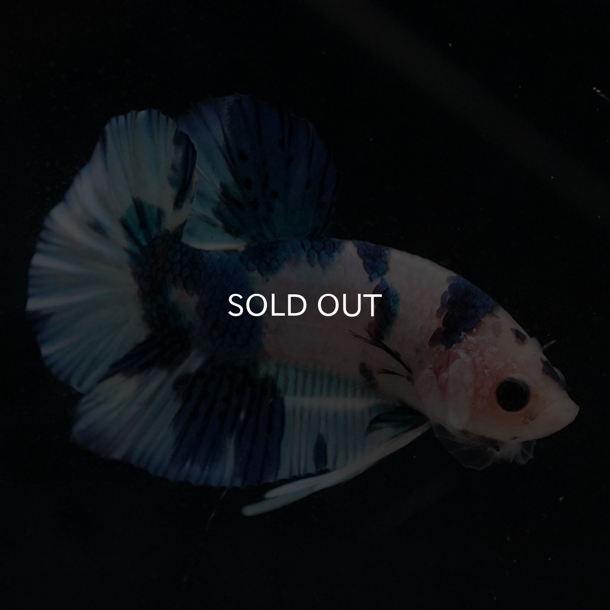 画像5: HMPK　ホワイトブルーマーブル (5)