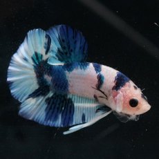 画像5: HMPK　ホワイトブルーマーブル (5)