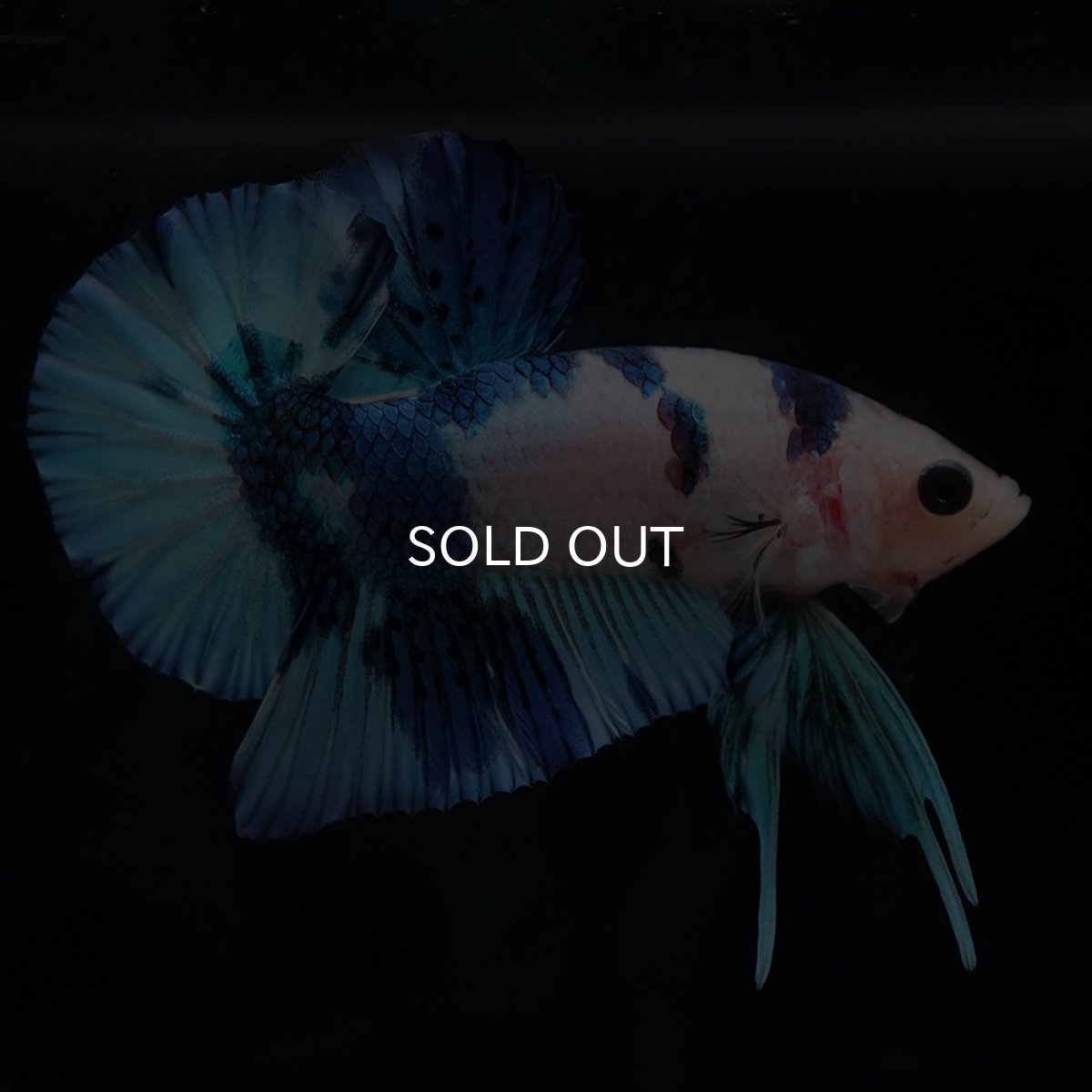 画像6: HMPK　ホワイトブルーマーブル (6)