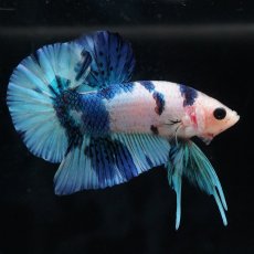 画像6: HMPK　ホワイトブルーマーブル (6)